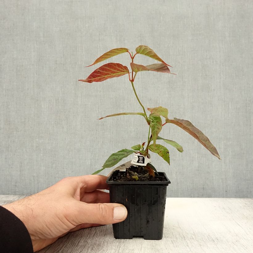 Example of Mandevilla laxa - Chilenischer Jasmin Kleine Töpfe von 8/9 cm as you get in automne