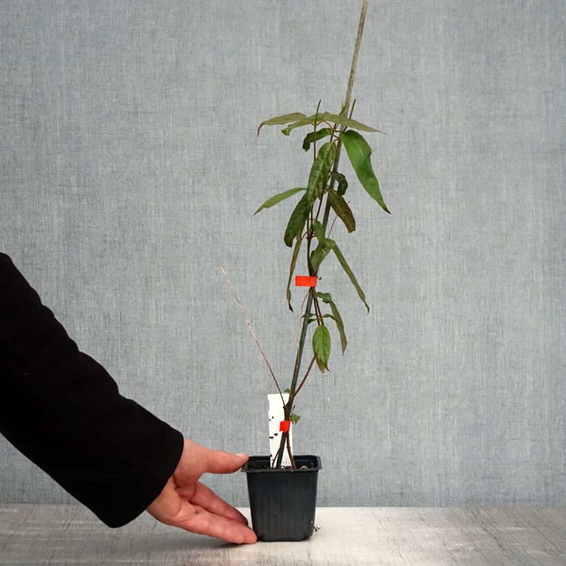 Exemplar von Mandevilla laxa - Chilenischer Jasmin Kleine Töpfe von 8/9 cm wie im Frühjahr geliefert