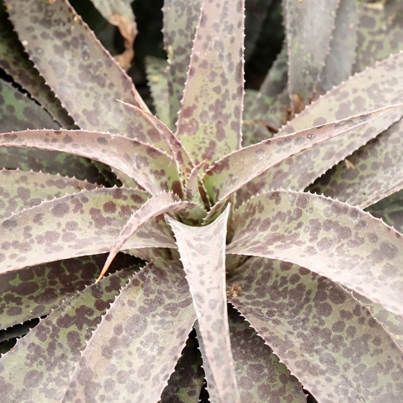 Mangave Mangavé Inkblot (Laub)