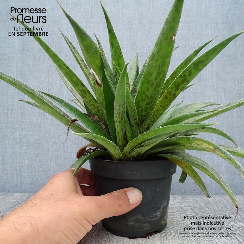Example of Mangave Mangavé Pineapple Express Topf mit 1L/1,5L as you get in automne