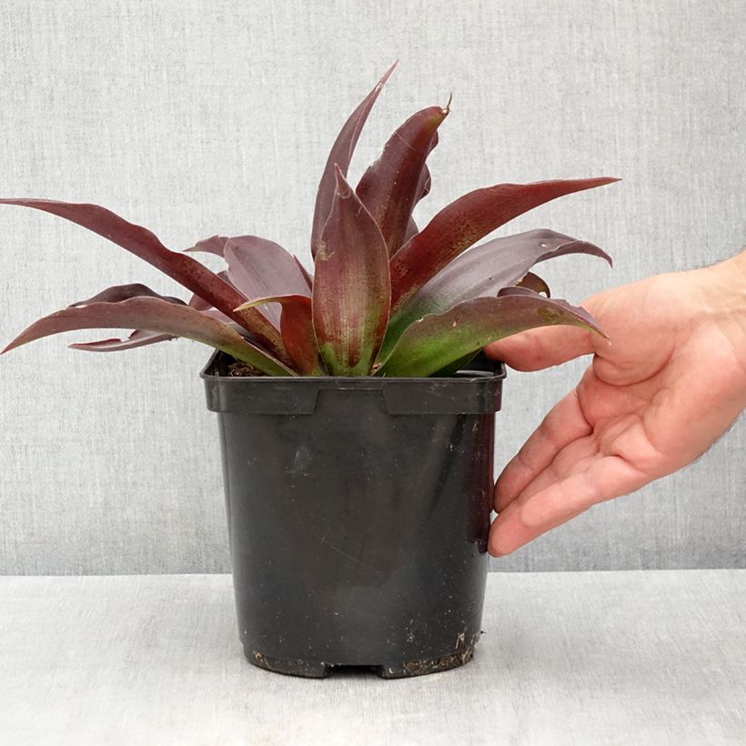 Exemplar von Agave undulata Purple passion Topf mit 3L/4L wie im Sommer geliefert