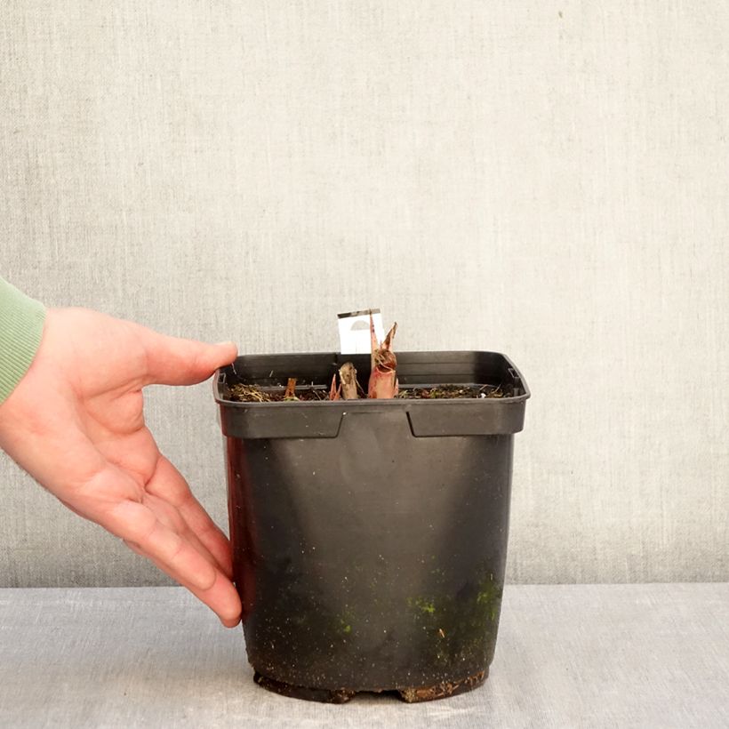 Exemplar von Agave undulata Purple passion Topf mit 3L/4L wie im Winter geliefert