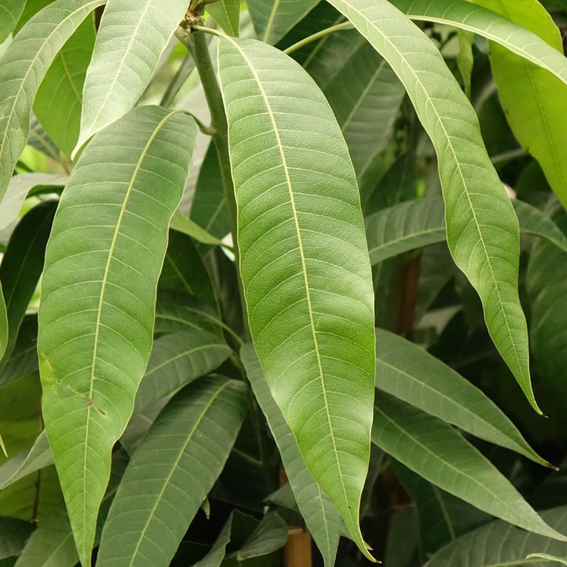 Mangifera indica - Mangobaum (Foliage)