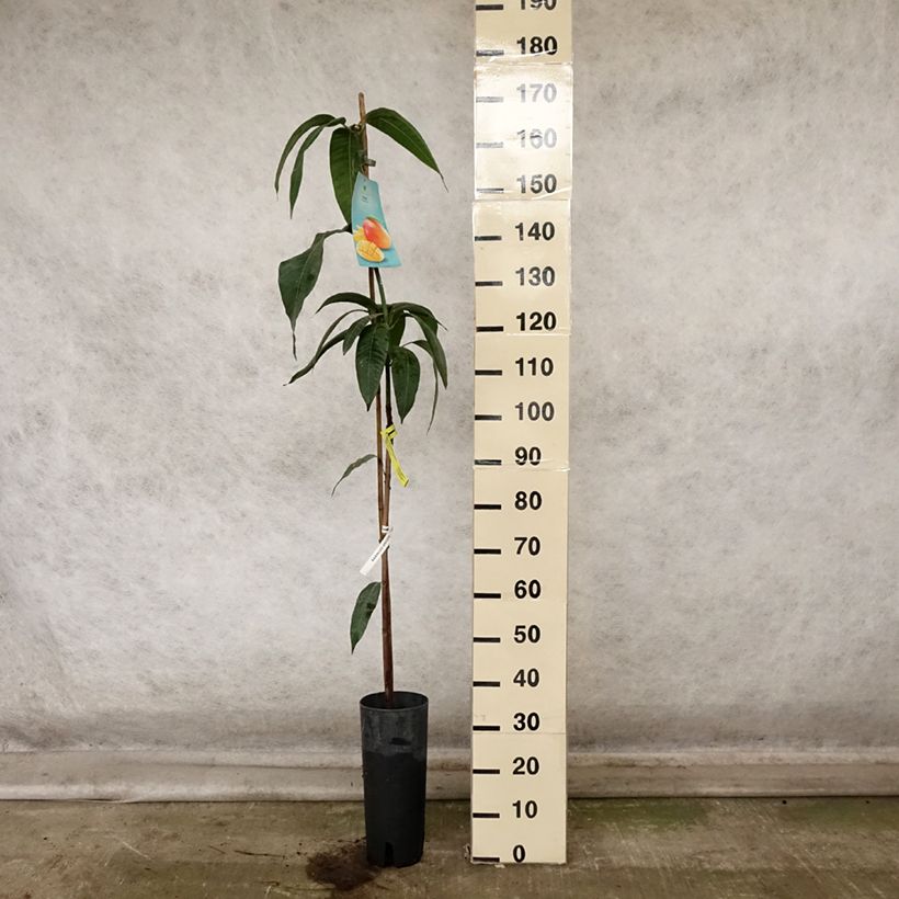 Example of Mangifera indica - Mangobaum Topf mit 6L/7L as you get in automne