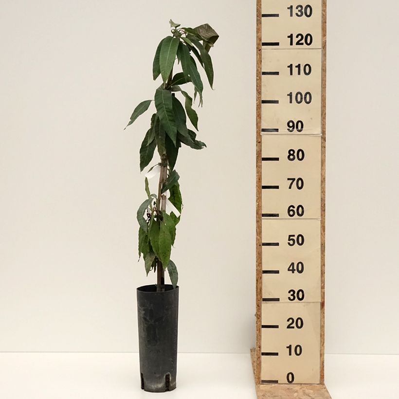 Exemplar von Mangifera indica - Mangobaum Topf mit 6L/7L wie im Winter geliefert