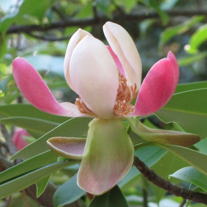 Magnolia insignis - Magnolie (Flowering)