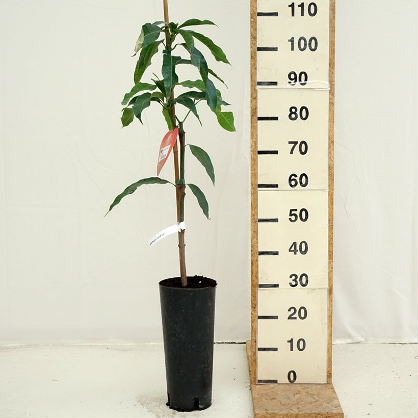 Example of Mangobaum Irwin - Mangifera indica Topf mit 6L/7L as you get in ete