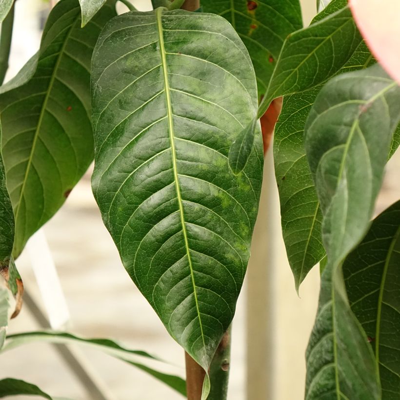 Mangobaum Keitt - Mangifera indica (Foliage)