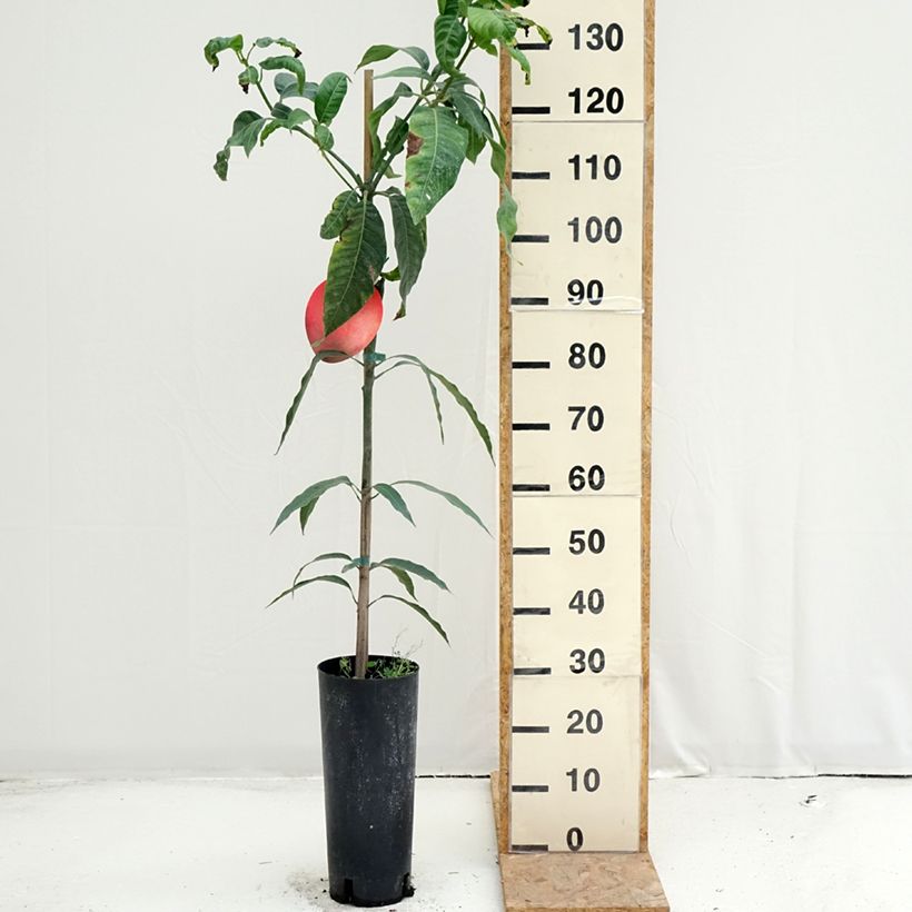 Example of Mangobaum Keitt - Mangifera indica Topf mit 6L/7L as you get in ete