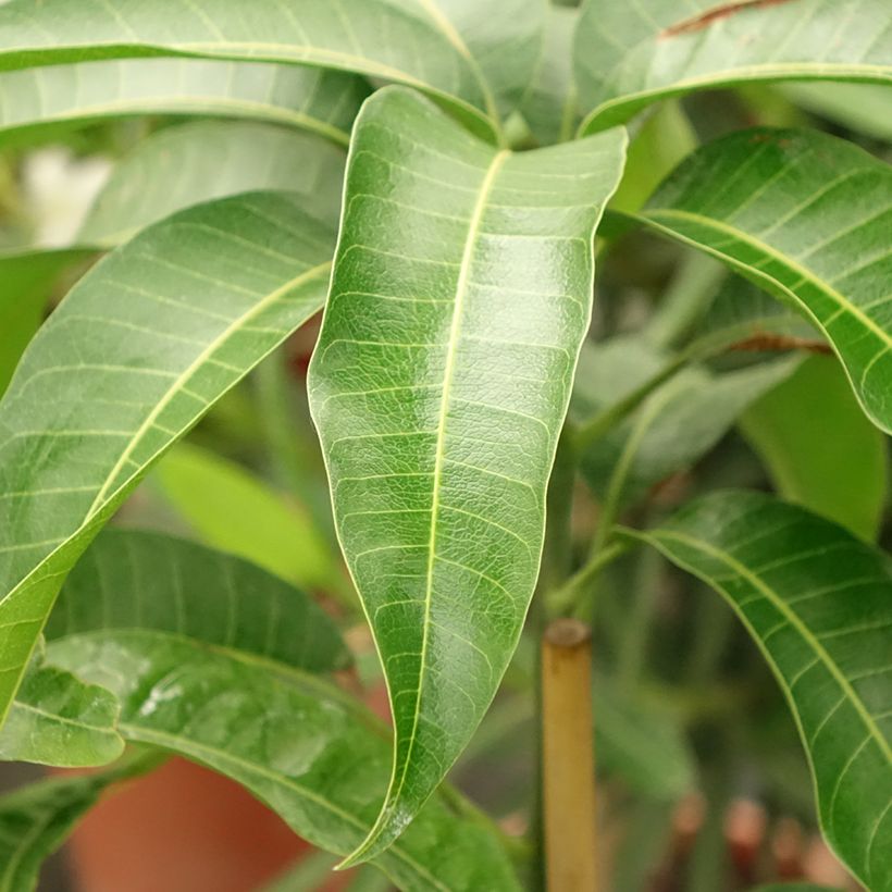 Mangobaum Kent - Mangifera indica (Foliage)