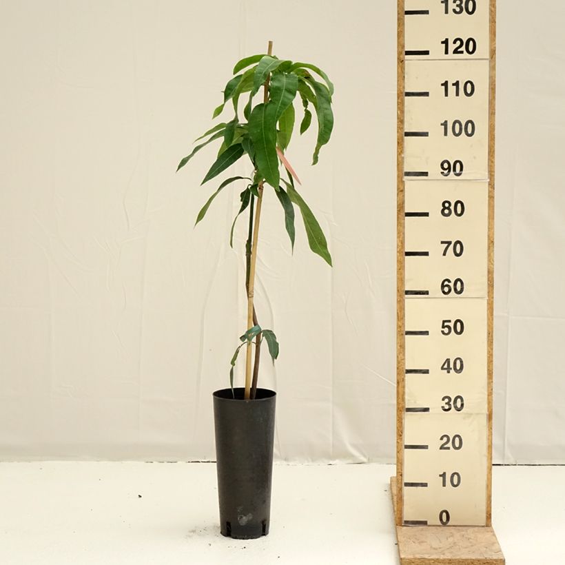 Example of Mangobaum Kent - Mangifera indica Topf mit 6L/7L as you get in printemps