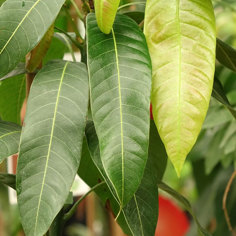 Mangobaum Osteen - Mangifera indica (Foliage)