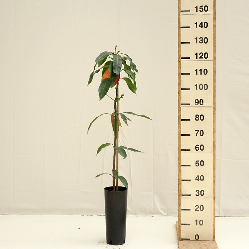 Example of Mangobaum Osteen - Mangifera indica Topf mit 6L/7L as you get in printemps