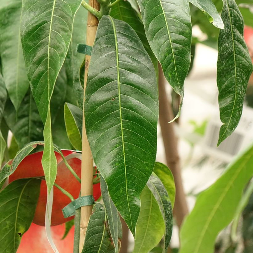 Mangobaum Palmer - Mangifera indica (Foliage)