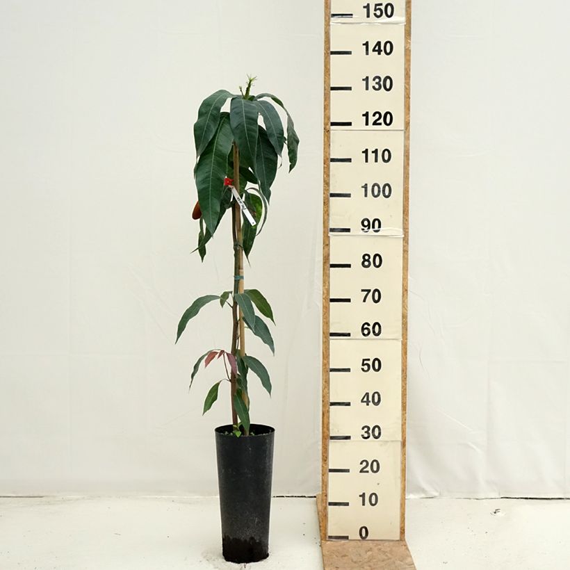 Example of Mangobaum Palmer - Mangifera indica Topf mit 6L/7L as you get in ete