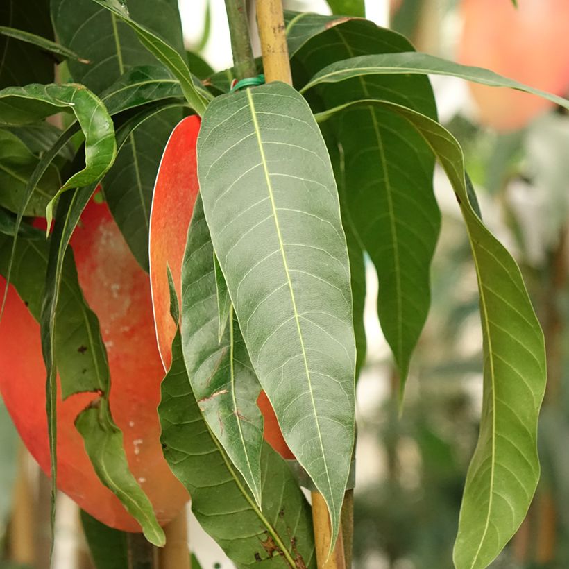 Mangobaum Tommy Atkins - Mangifera indica (Foliage)
