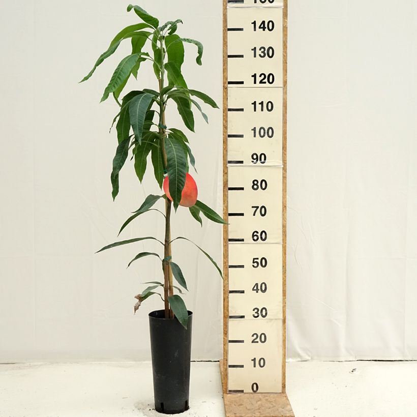 Example of Mangobaum Tommy Atkins - Mangifera indica Topf mit 6L/7L as you get in ete