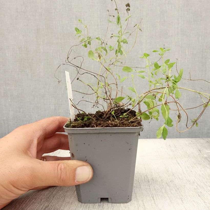 Example of Majoran Pizza - Origanum majorana Kleine Töpfe von 8/9 cm as you get in automne