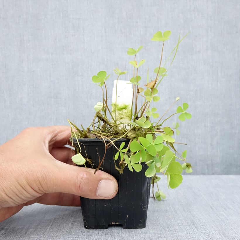 Example of Marsilea quadrifolia - Kleefarn Kleine Töpfe von 8/9 cm as you get in ete