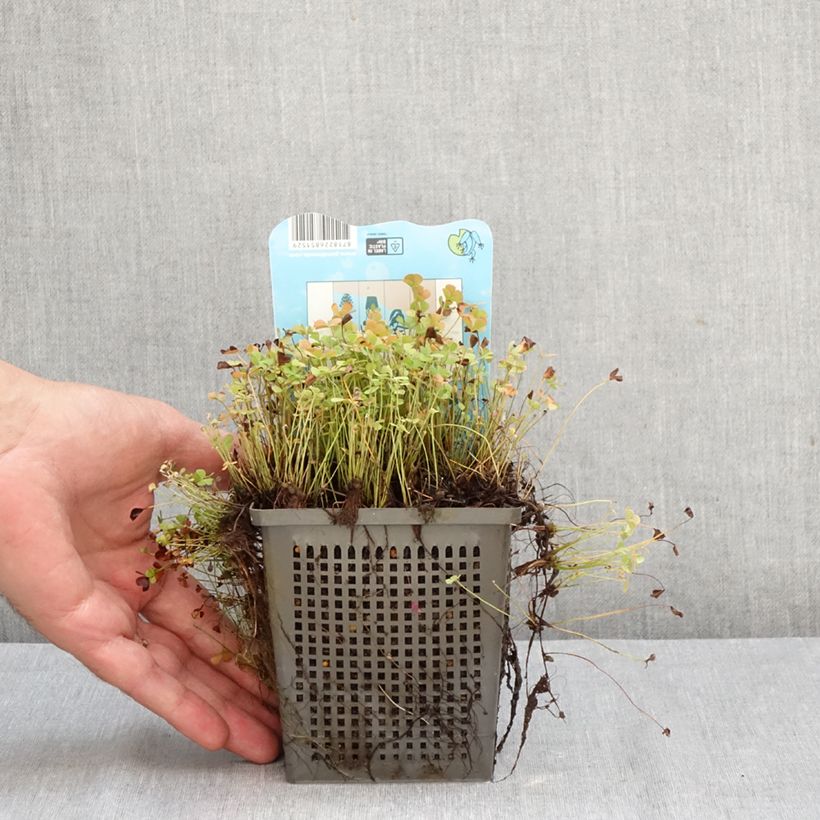 Exemplar von Marsilea quadrifolia - Kleefarn Topf mit 1L/1,5L wie im Herbst geliefert