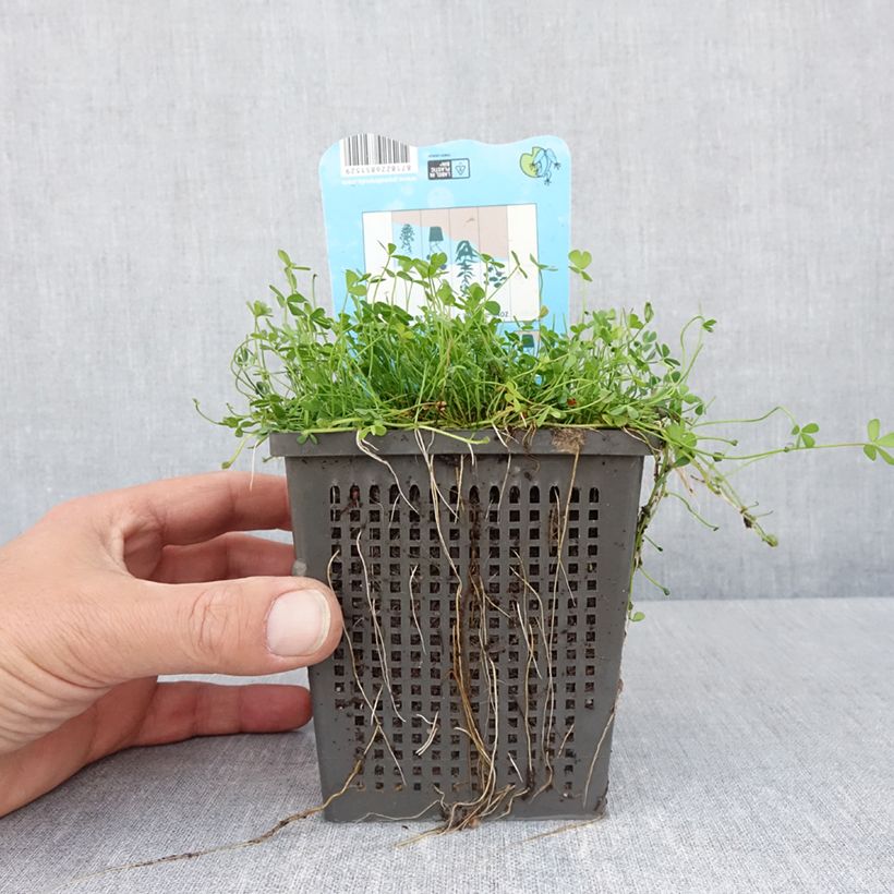 Exemplar von Marsilea quadrifolia - Kleefarn Topf mit 1L/1,5L wie im Frühjahr geliefert