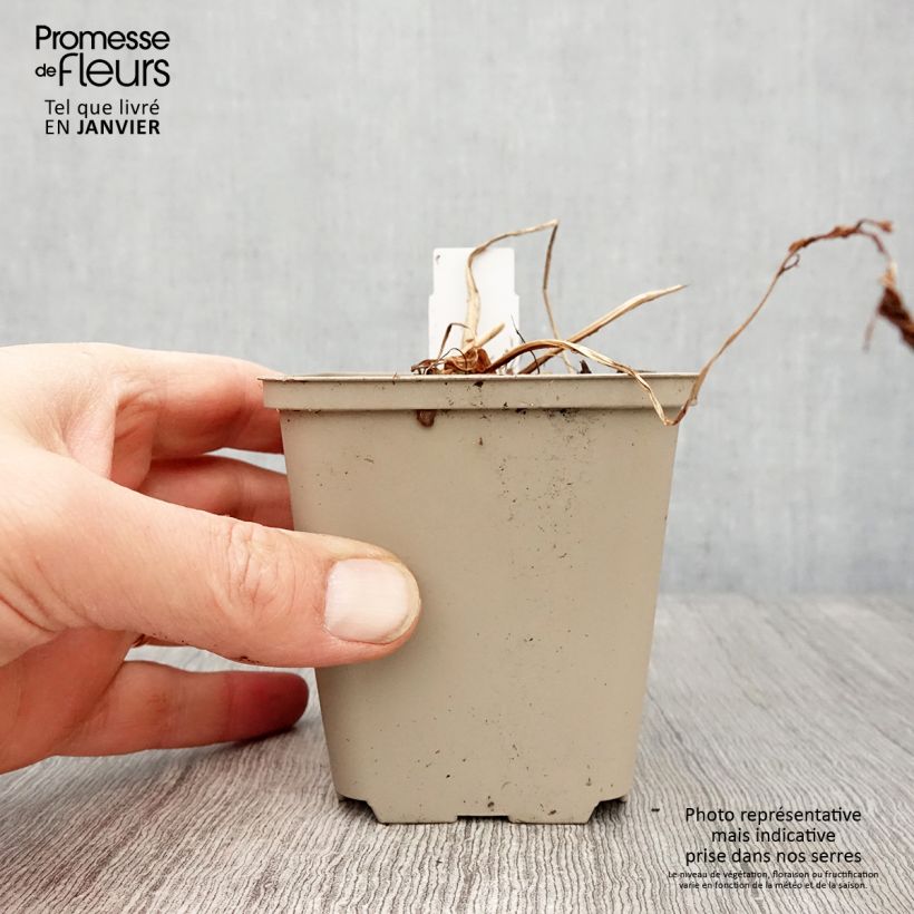 Exemplar von Asiatischer Straußenfarn - Matteuccia orientalis Kleine Töpfe von 8/9 cm wie im Winter geliefert