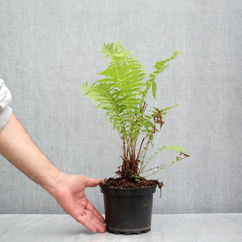 Exemplar von Straußenfarn - Matteuccia struthiopteris Topf mit 2L/3L wie im Herbst geliefert