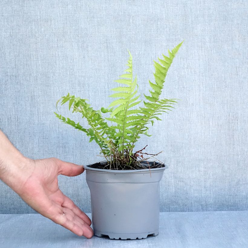 Example of Straußenfarn - Matteuccia struthiopteris Topf mit 2L/3L as you get in ete