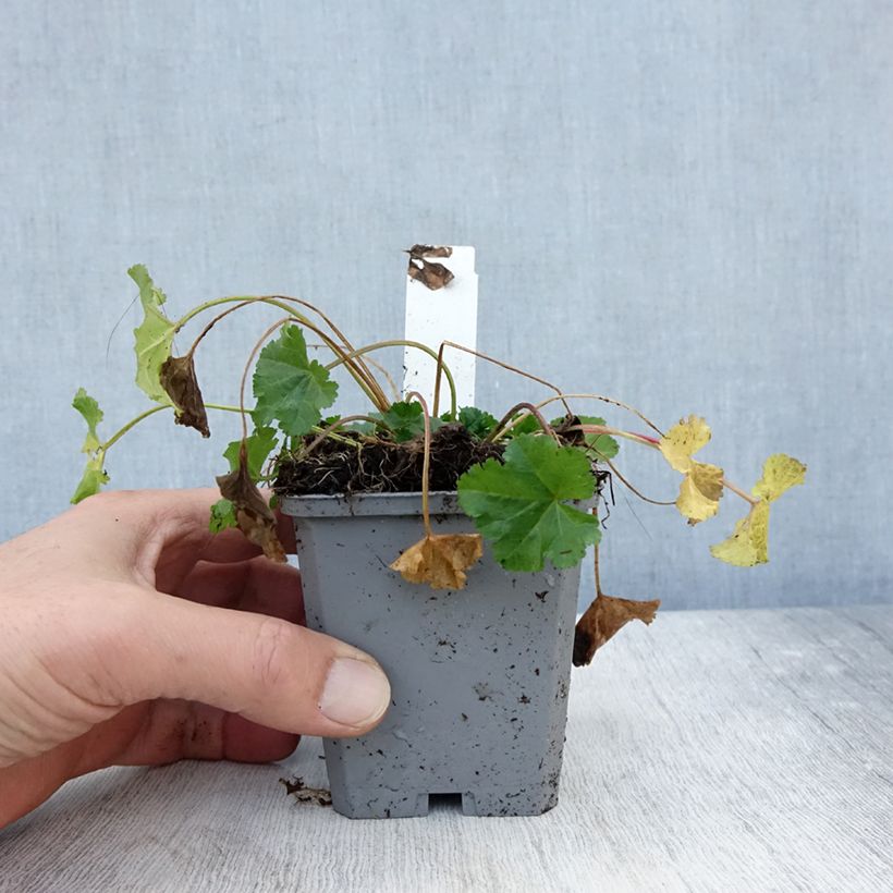 Example of Moschus-Malve Alba - Malva moschata Kleine Töpfe von 7/8 cm as you get in automne