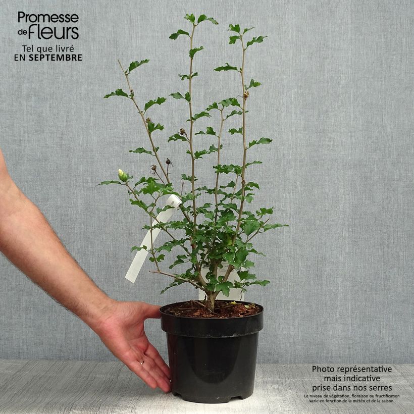 Example of Garten-Hibiscus Red Heart - Hibiscus syriacus Topf mit 3L/4L as you get in automne