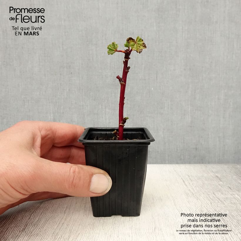 Exemplar von Wilde Malve - Malva sylvestris Kleine Töpfe von 7/8 cm wie im Frühjahr geliefert