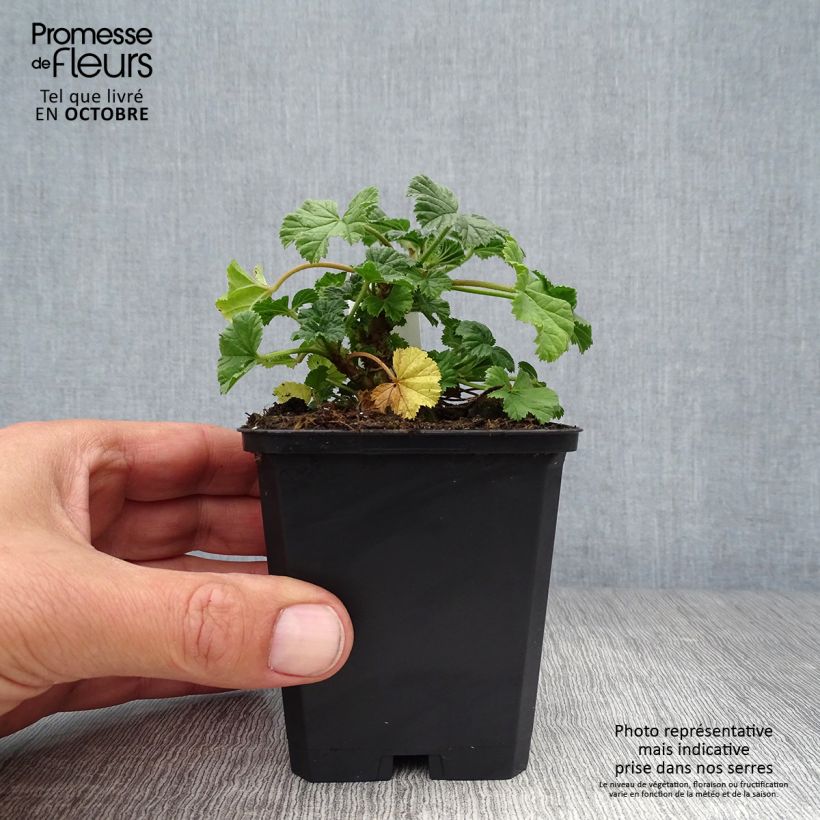 Example of Wilde Malve Primley Blue - Malva sylvestris Kleine Töpfe von 8/9 cm as you get in automne