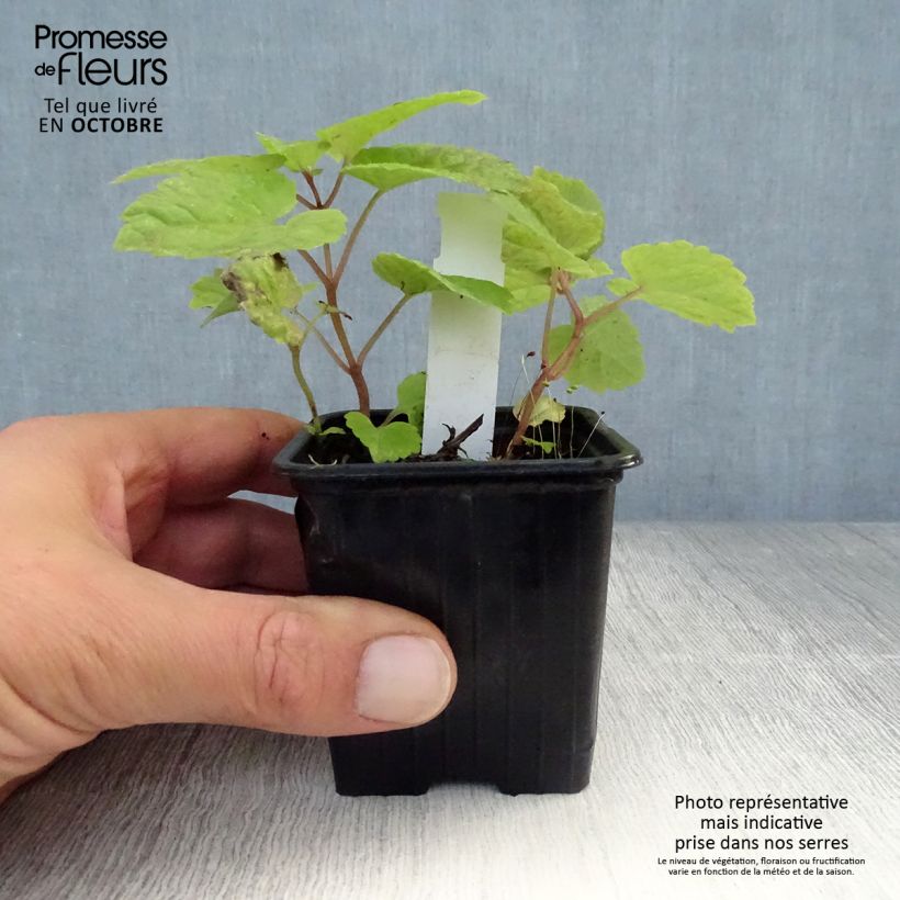 Example of Meehania urticifolia Japan Blau - Asiatische Taubnessel Kleine Töpfe von 8/9 cm as you get in automne