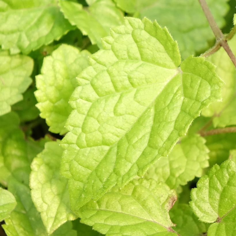 Meehania urticifolia Japan Blau - Asiatische Taubnessel (Foliage)
