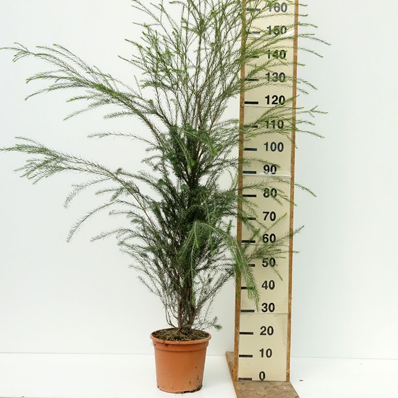 Exemplar von Melaleuca alternifolia - Australischer Teebaum Topf mit 7,5L/10L wie im Sommer geliefert