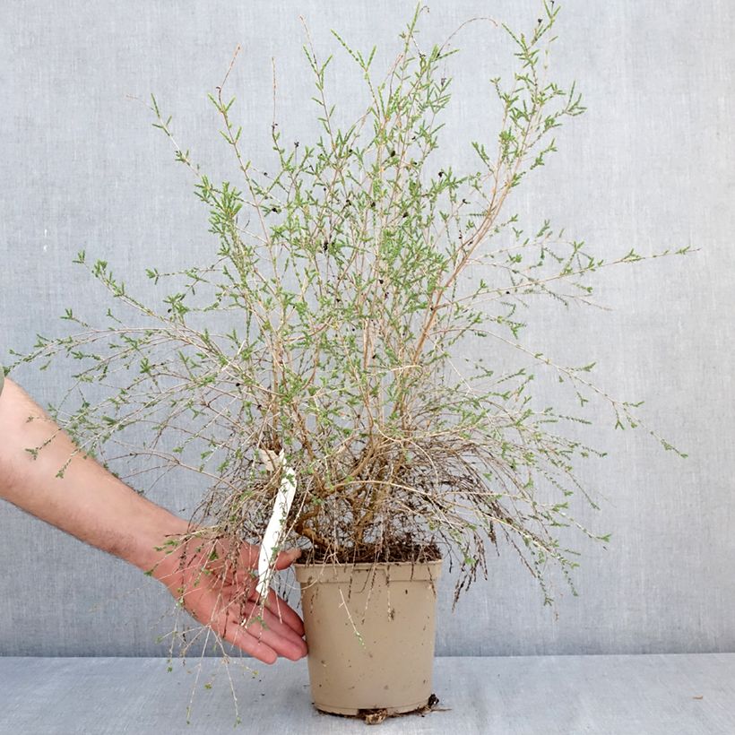 Exemplar von Melaleuca gibbosa - Myrtenheide Topf mit 2L/3L wie im Sommer geliefert