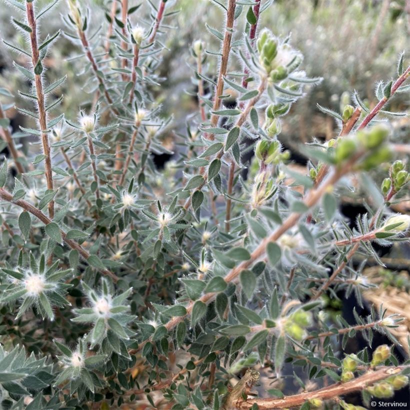 Melaleuca squamea - Myrtenheide (Foliage)
