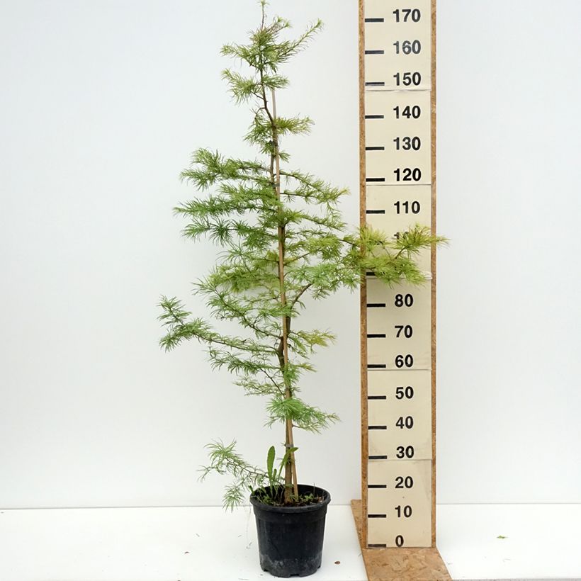 Example of Pseudolarix amabilis - Goldlärche Topf mit 7,5L/10L as you get in ete