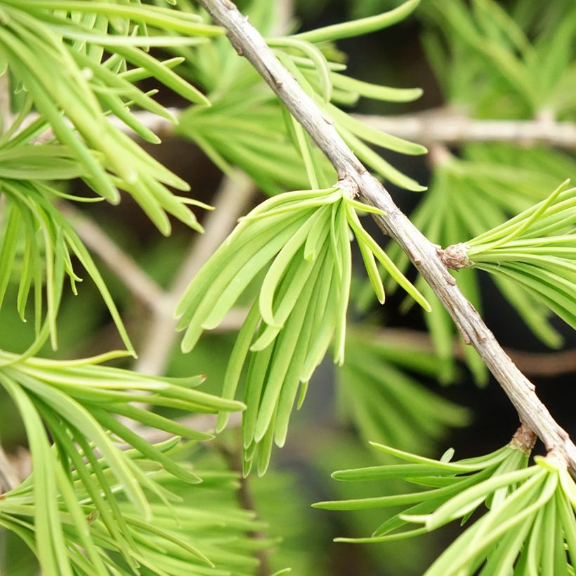 Pseudolarix amabilis - Goldlärche (Laub)