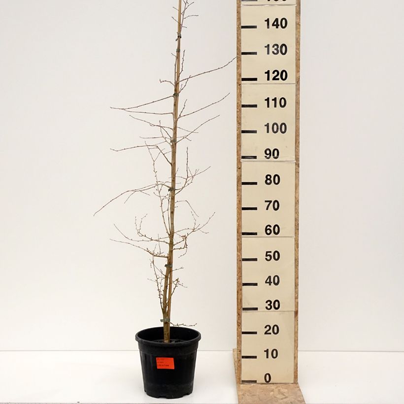 Exemplar von Pseudolarix amabilis - Goldlärche Topf mit 7,5L/10L wie im Winter geliefert