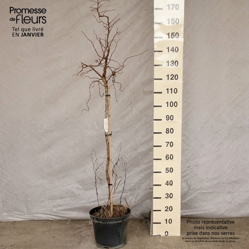 Exemplar von Larix kaempferi Diana - Japanische Lärche Topf mit 12L/15L wie im Winter geliefert