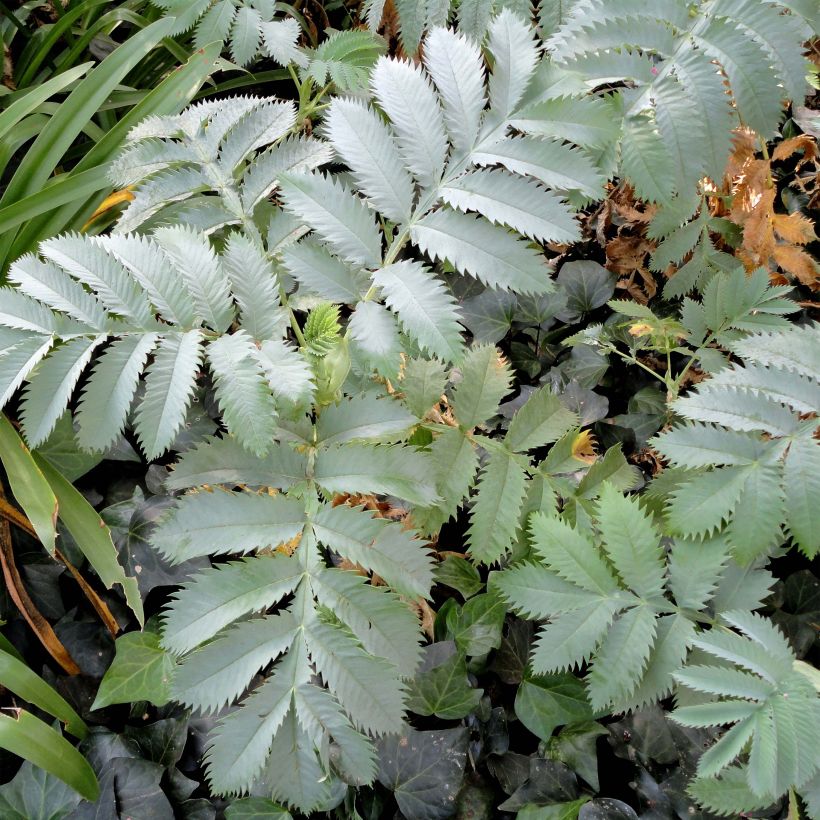 Melianthus major - Honigstrauch (Foliage)
