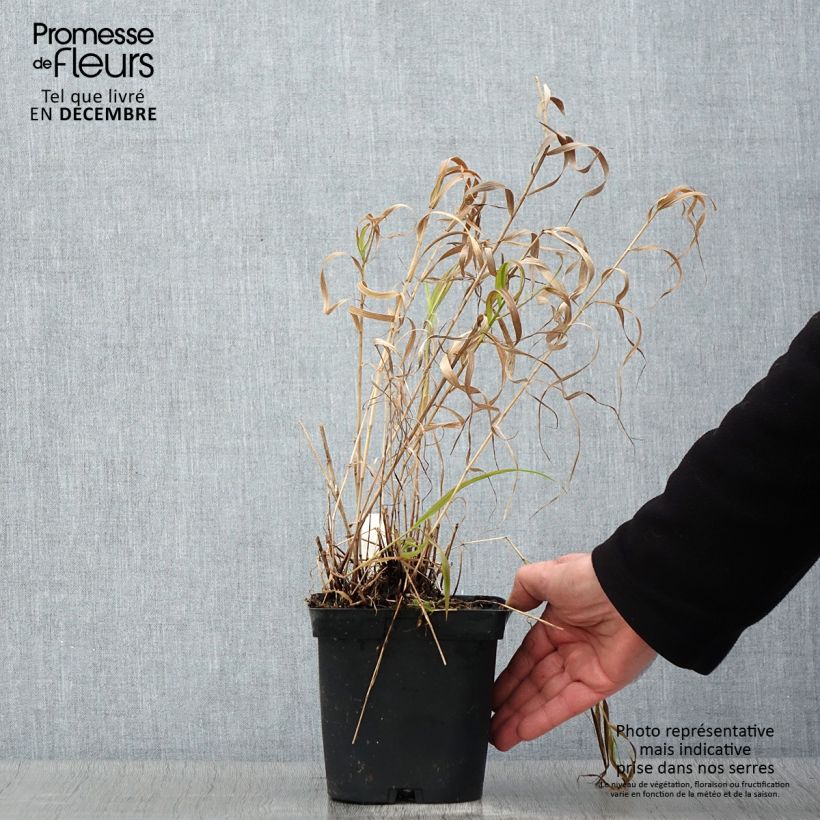 Example of Melica altissima Atropurpurea - Hohes Perlgras Topf mit 2L/3L as you get in automne