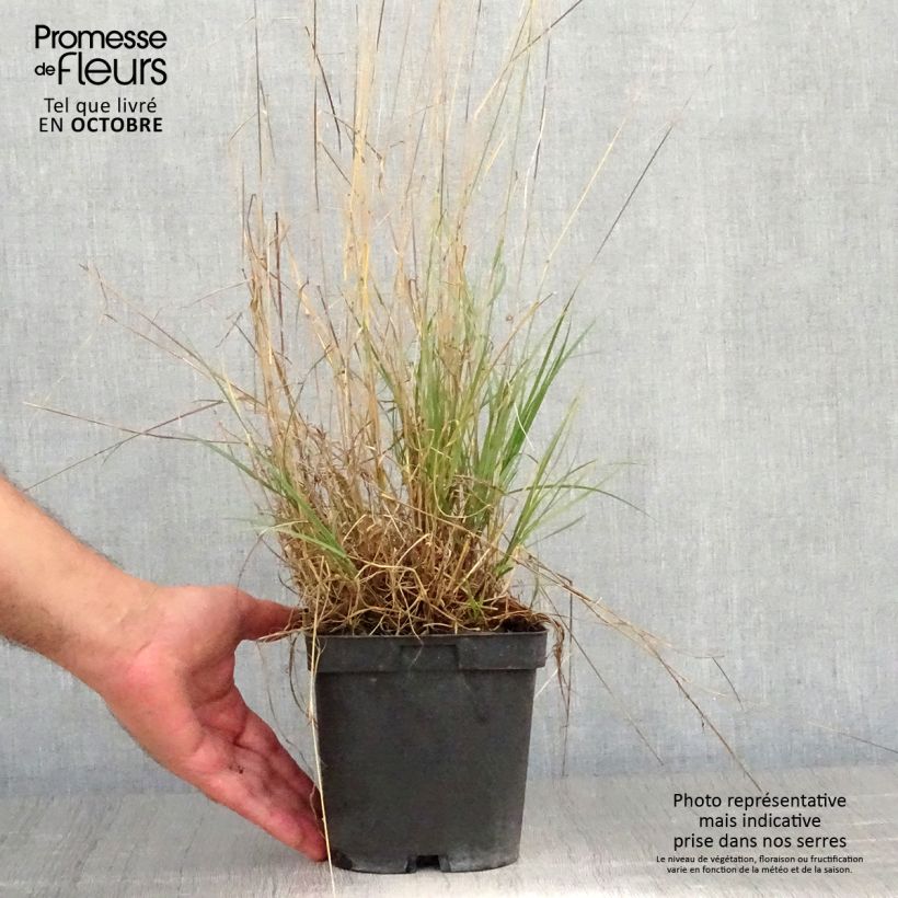 Example of Melica ciliata - Wimper-Perlgras Topf mit 2L/3L as you get in automne
