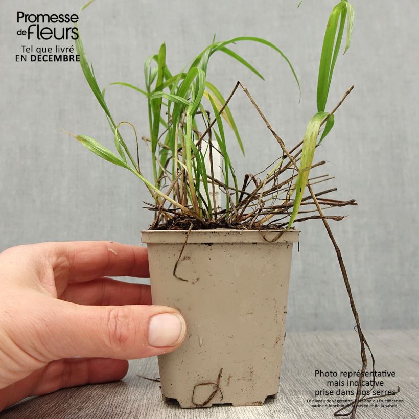 Exemplar von Melica nutans - Nickendes Perlgras Kleine Töpfe von 8/9 cm wie im Winter geliefert