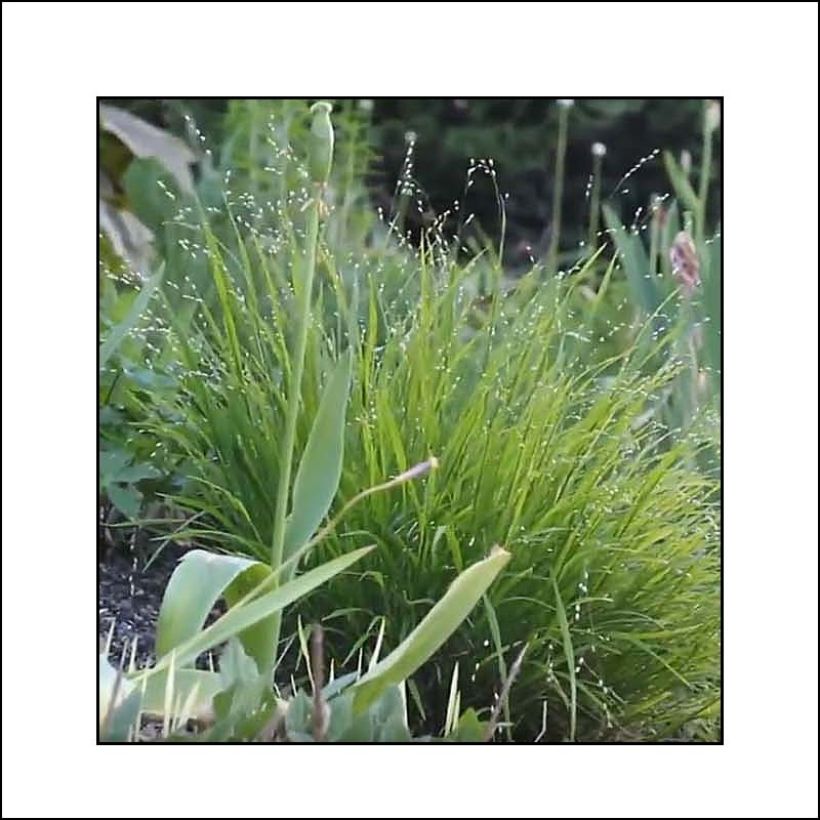 Melica uniflora var. albida - Einblütiges Perlgras (Hafen)