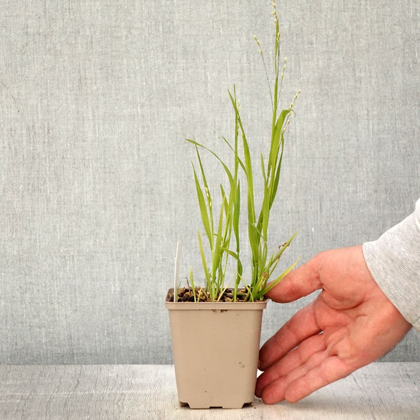 Example of Melica uniflora var. albida - Einblütiges Perlgras Kleine Töpfe von 8/9 cm as you get in printemps