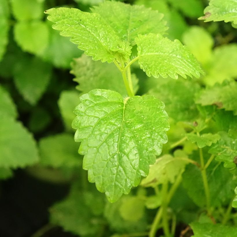 Melisse - Melissa officinalis Pflanzen Bio (Foliage)