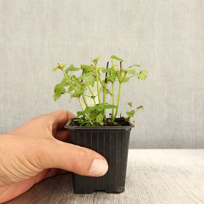 Example of Melisse Aurea - Melissa officinalis Kleine Töpfe von 8/9 cm as you get in automne