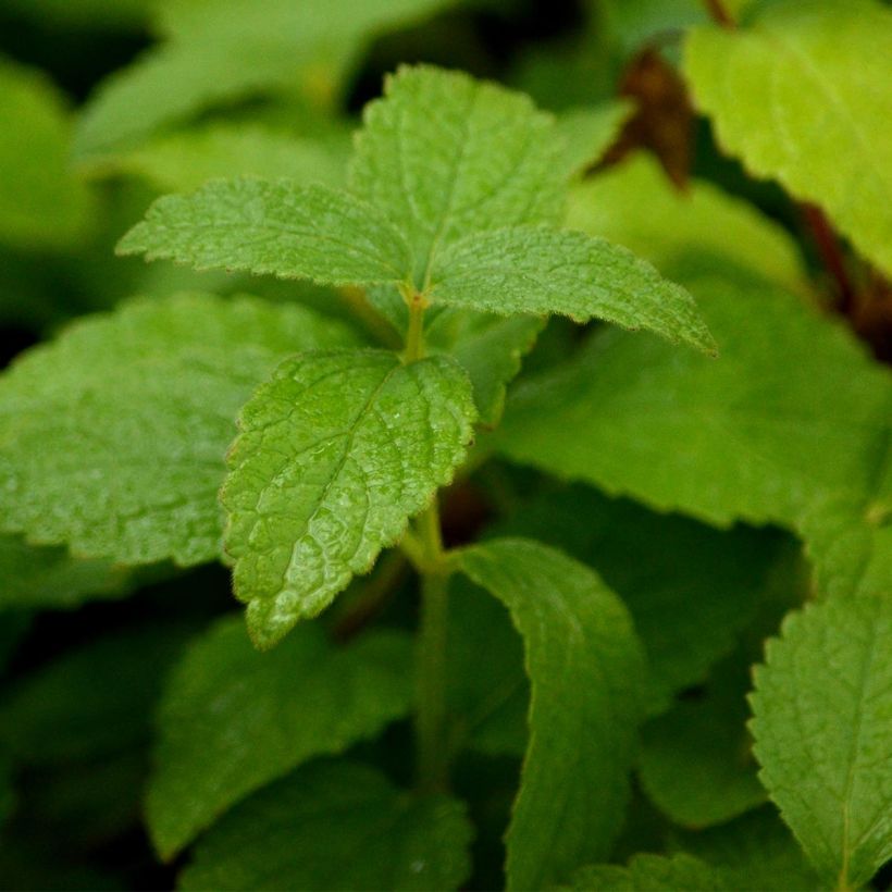 Immenblatt Alba - Melittis melissophyllum (Foliage)